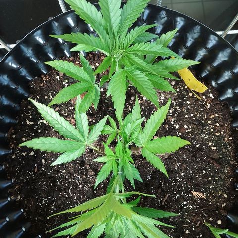 "Anna-Rebecca" growlog timeline photo