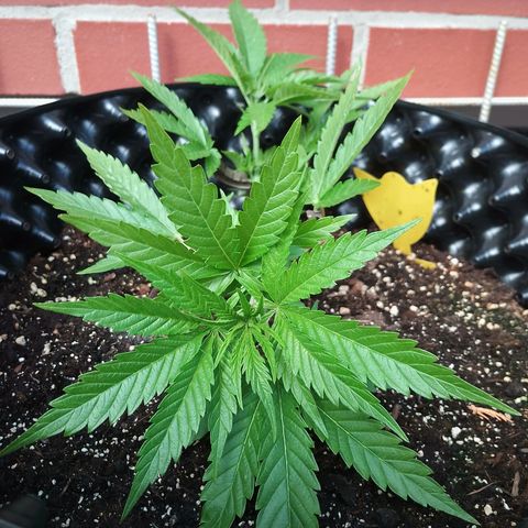 "Anna-Rebecca" growlog photo: LST