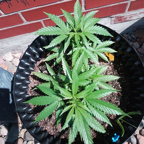 "Anna-Rebecca" growlog timeline photo