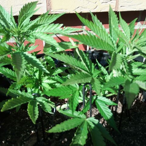 "Anna-Rebecca" growlog timeline photo