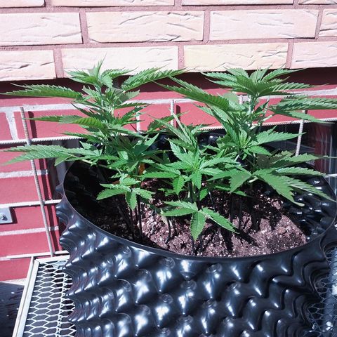 "Anna-Rebecca" growlog timeline photo