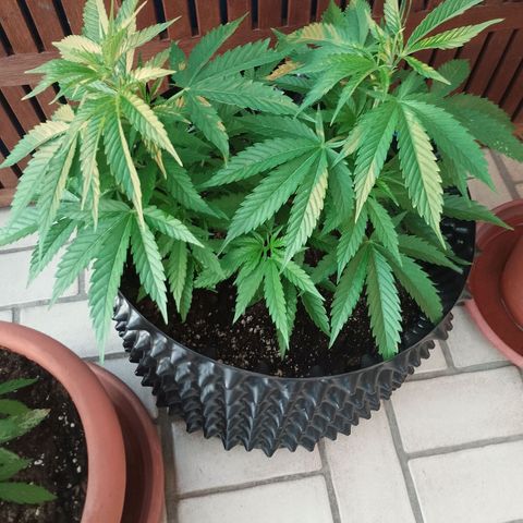 "Anna-Rebecca" growlog timeline photo