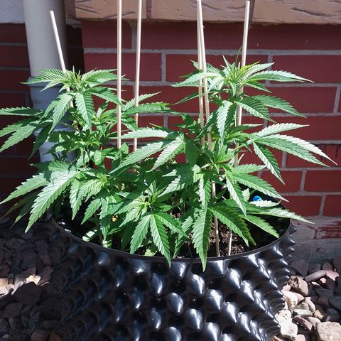 "Anna-Rebecca" growlog timeline photo
