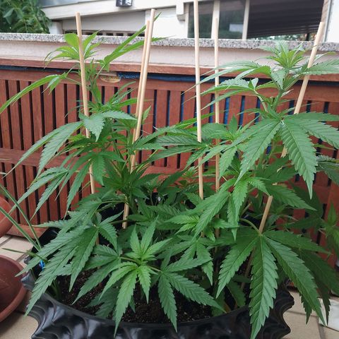 "Anna-Rebecca" growlog timeline photo