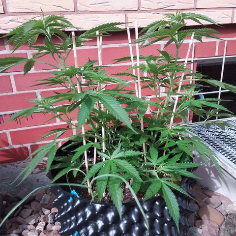 "Anna-Rebecca" growlog timeline photo