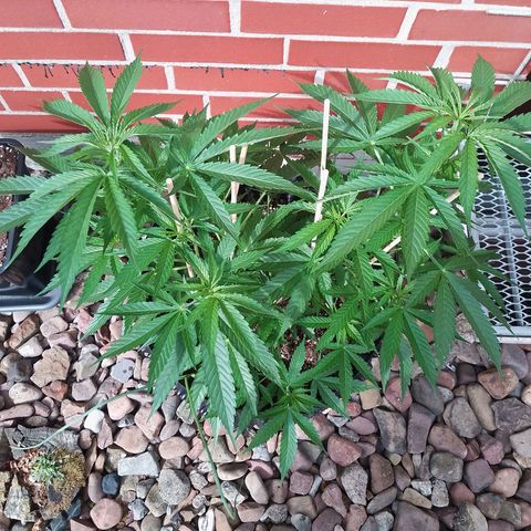"Anna-Rebecca" growlog timeline photo