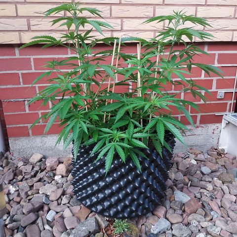 "Anna-Rebecca" growlog timeline photo
