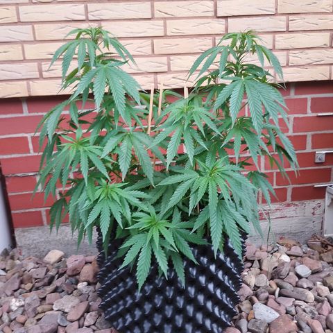 "Anna-Rebecca" growlog timeline photo