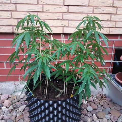 "Anna-Rebecca" growlog timeline photo