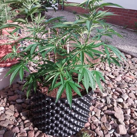 "Anna-Rebecca" growlog timeline photo