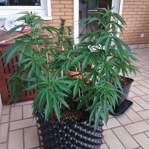 "Anna-Rebecca" growlog timeline photo