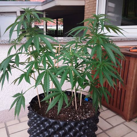"Anna-Rebecca" growlog timeline photo