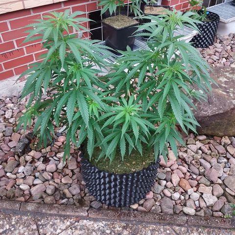 "Anna-Rebecca" growlog timeline photo