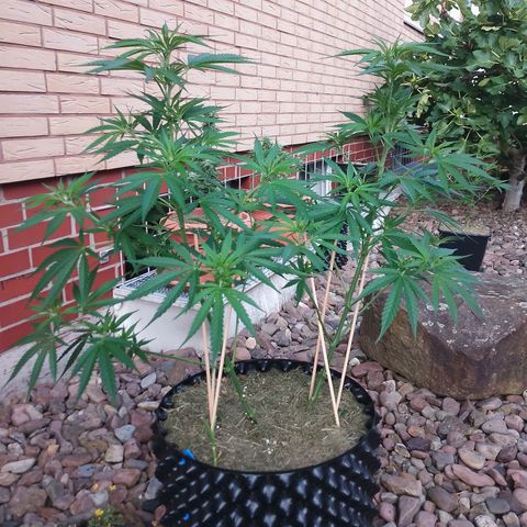 "Anna-Rebecca" growlog timeline photo