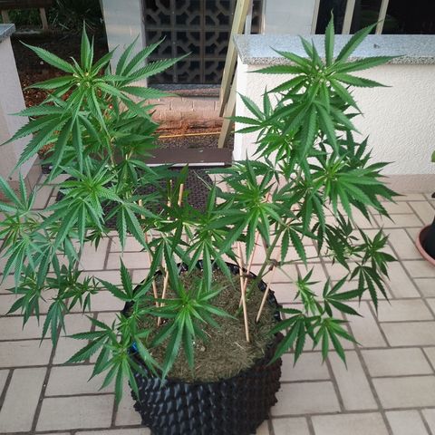 "Anna-Rebecca" growlog timeline photo