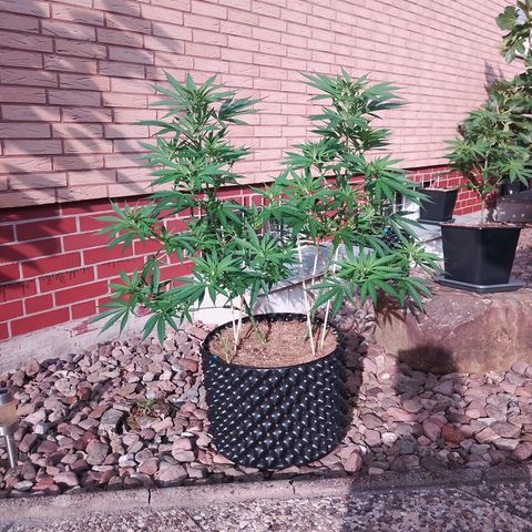 "Anna-Rebecca" growlog timeline photo