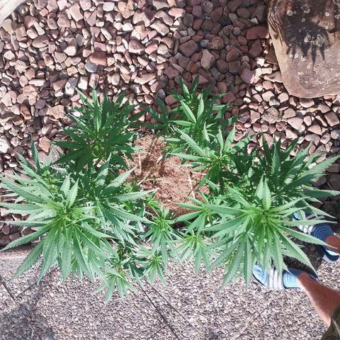 "Anna-Rebecca" growlog timeline photo