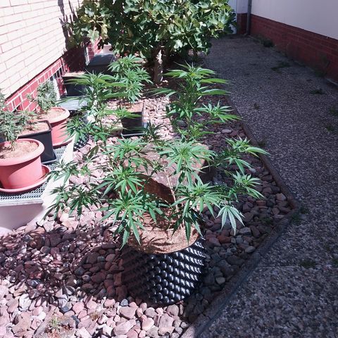 "Anna-Rebecca" growlog timeline photo