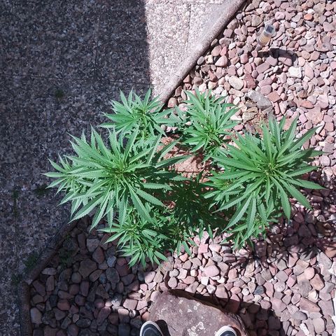 "Anna-Rebecca" growlog timeline photo