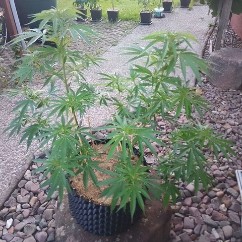 "Anna-Rebecca" growlog timeline photo