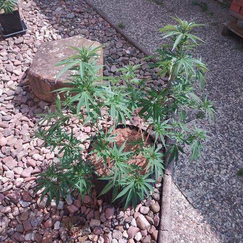"Anna-Rebecca" growlog timeline photo