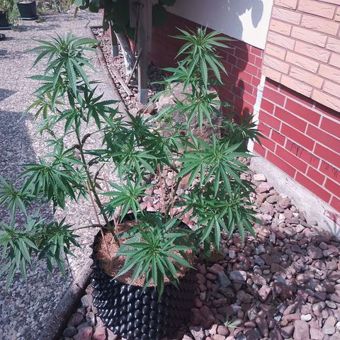"Anna-Rebecca" growlog timeline photo