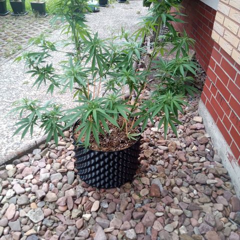 "Anna-Rebecca" growlog timeline photo