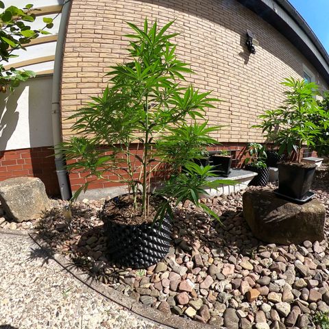 "Anna-Rebecca" growlog timeline photo