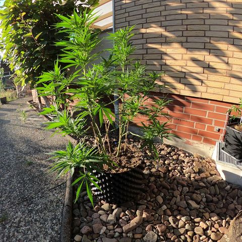 "Anna-Rebecca" growlog timeline photo