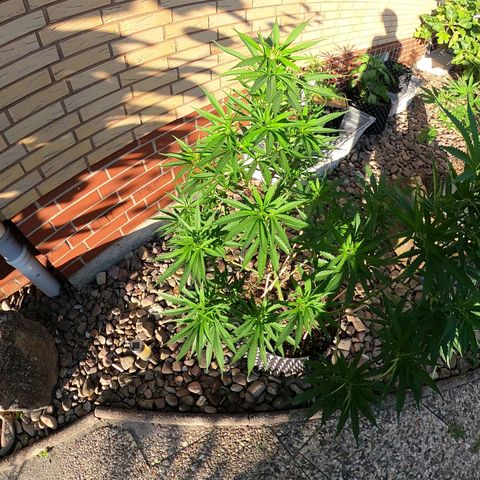 "Anna-Rebecca" growlog timeline photo