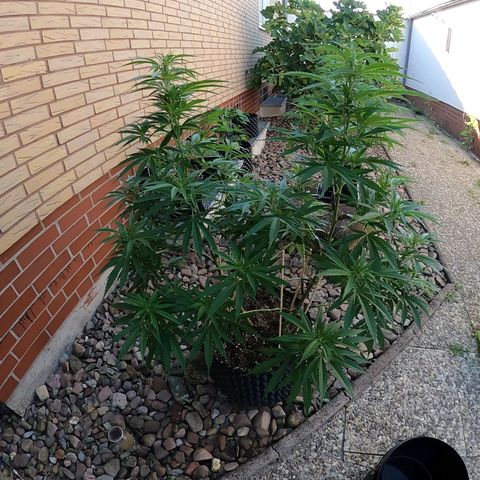 "Anna-Rebecca" growlog timeline photo