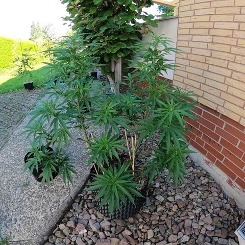 "Anna-Rebecca" growlog timeline photo
