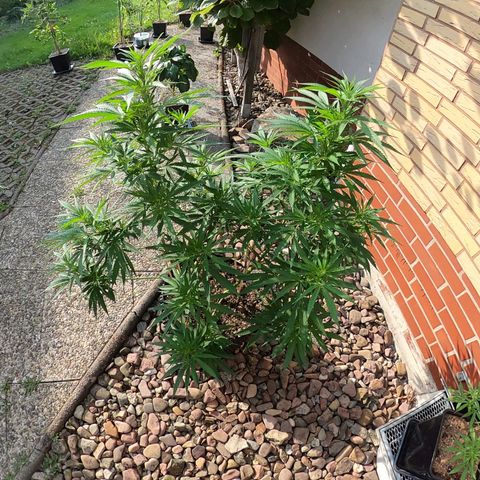 "Anna-Rebecca" growlog timeline photo