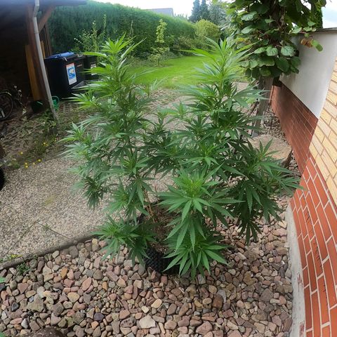 "Anna-Rebecca" growlog timeline photo