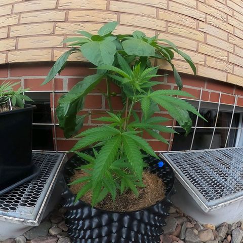 "Anna-Rebecca" growlog photo: 2 Steckies die ich einfach in Töpfe gerammt habe. Glaub das war knapp vor einem Monat