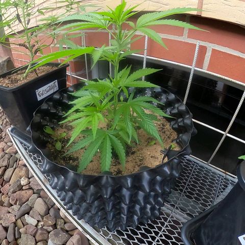 "Anna-Rebecca" growlog photo: 2 Steckies die ich einfach in Töpfe gerammt habe. Glaub das war knapp vor einem Monat