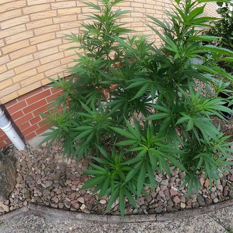 "Anna-Rebecca" growlog timeline photo