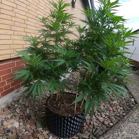 "Anna-Rebecca" growlog timeline photo