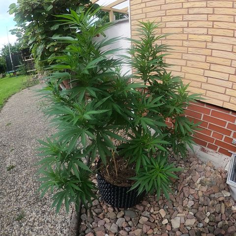 "Anna-Rebecca" growlog timeline photo