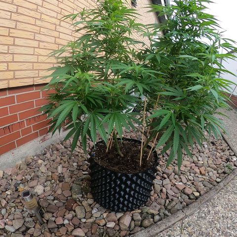 "Anna-Rebecca" growlog timeline photo