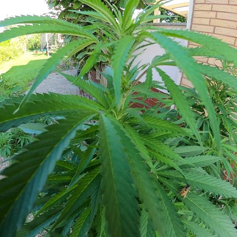 "Anna-Rebecca" growlog timeline photo