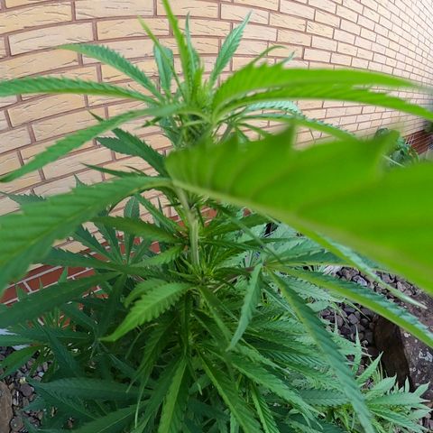 "Anna-Rebecca" growlog timeline photo