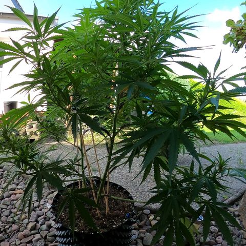 "Anna-Rebecca" growlog timeline photo