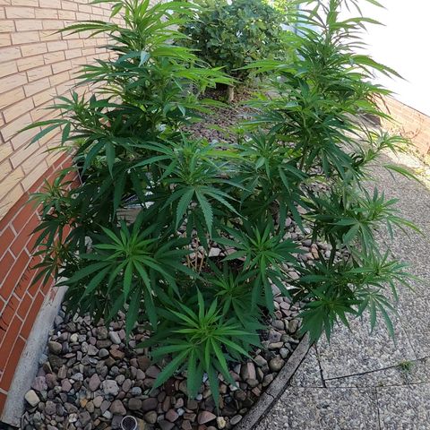 "Anna-Rebecca" growlog timeline photo