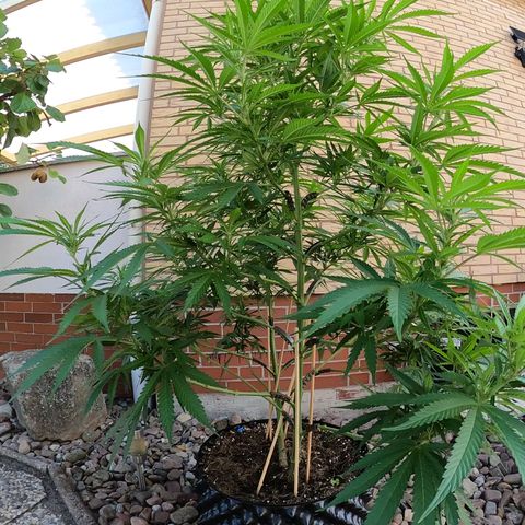 "Anna-Rebecca" growlog timeline photo