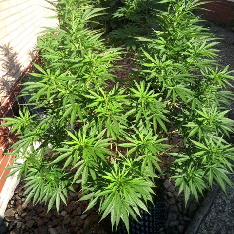 "Anna-Rebecca" growlog timeline photo