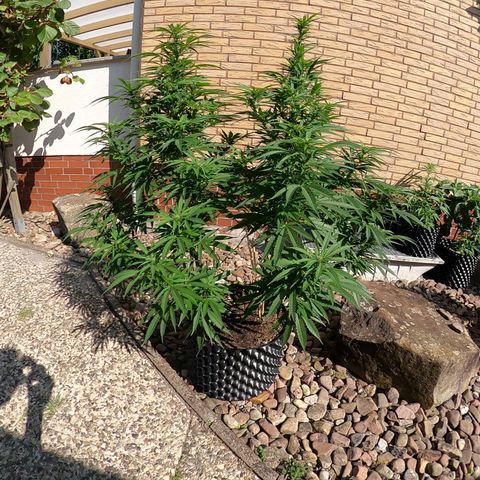 "Anna-Rebecca" growlog timeline photo