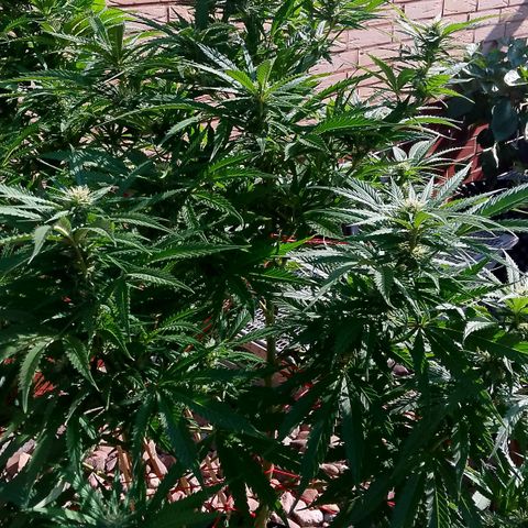 "Anna-Rebecca" growlog timeline photo