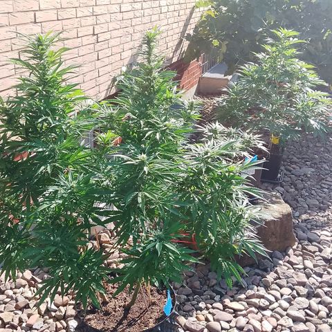 "Anna-Rebecca" growlog timeline photo