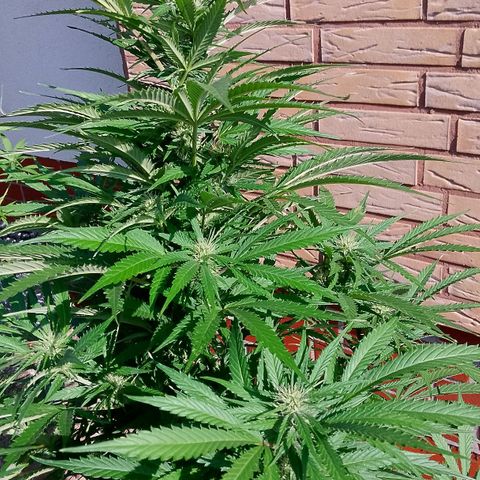 "Anna-Rebecca" growlog timeline photo